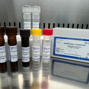 Aspergillus flavus detection kits