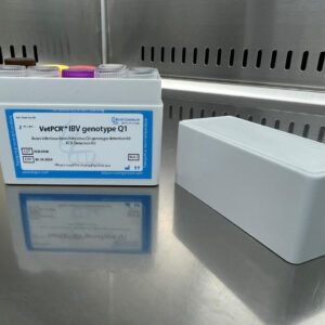 Avian infectious bronchitis virus Q1 genotype detection kits