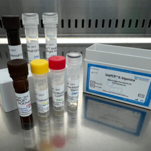 Babesia bigemina detection kits