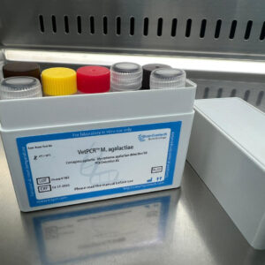 Contagious agalactia - Mycoplasma agalactiae detection kits