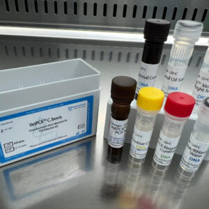 Corynebacterium bovis detection kits