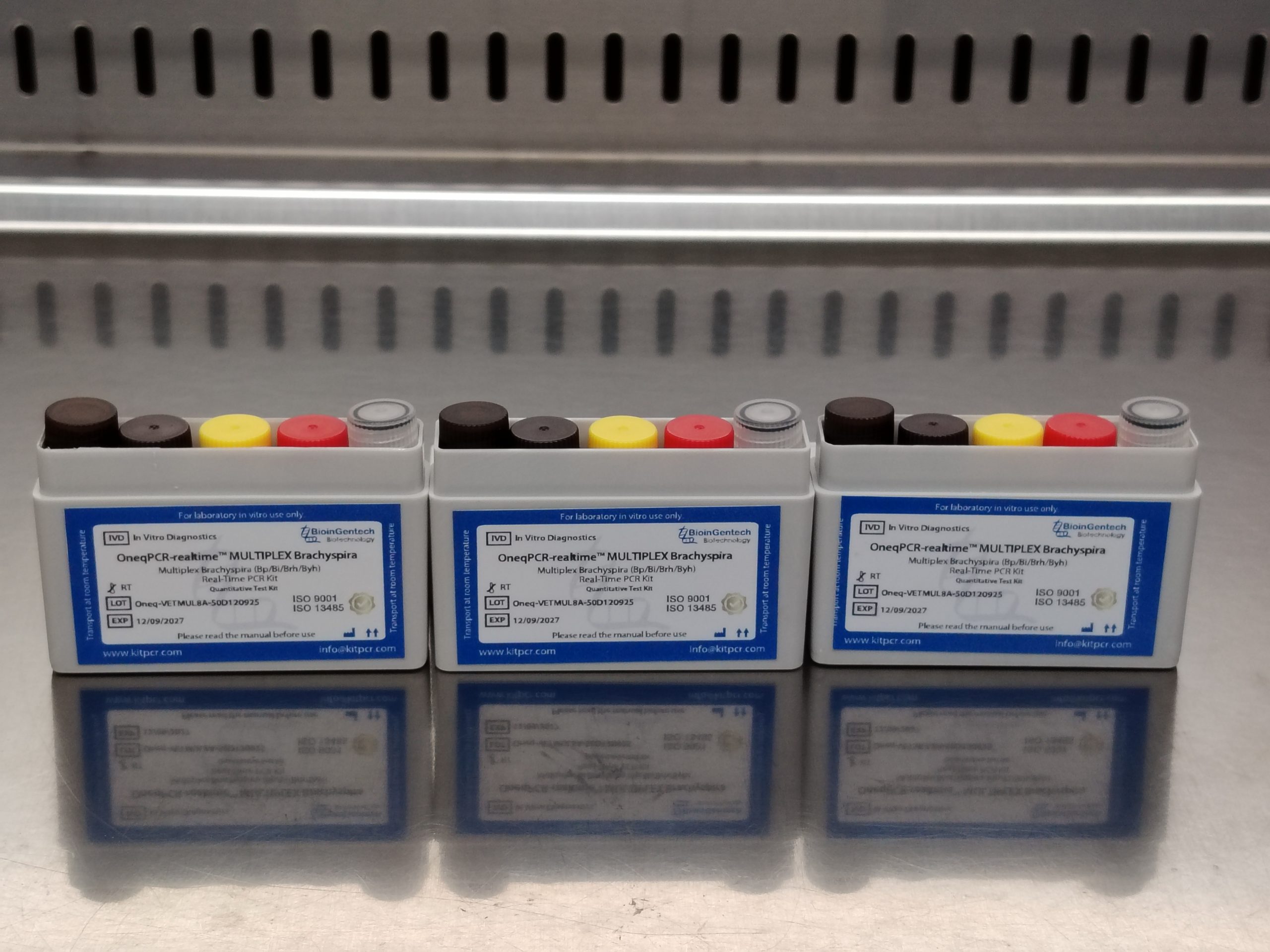 Multiplex One Step PCR Kit for Brachyspira Shipped to Italy | KITPCR