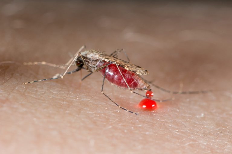 Public Health: Parasite Helped Build the CDC