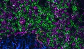 RNAscope™ Professional Assay Services