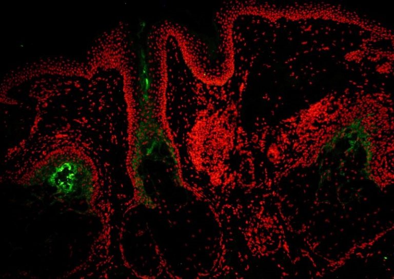 Microscopy and AI Solutions for 2D Cell Culture