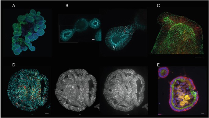 Advancing Cryo Workflows, Confocal Microscopy, and Whole-Organ RNA Imaging
