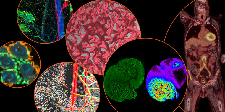 Exploring Multiscale Imaging & Accessible Science: Highlights from BitesizeBio