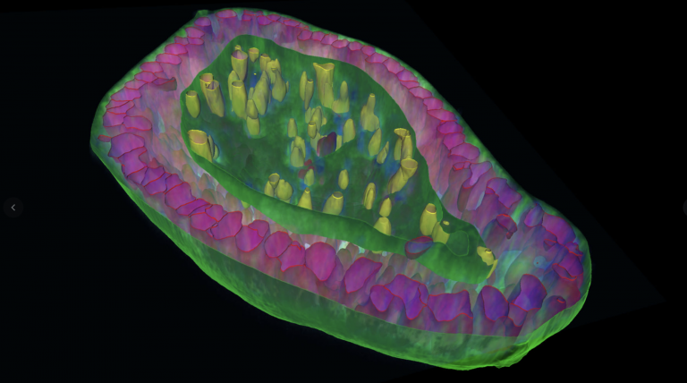 ZEISS arivis Enables Scalable 3D Organoid Analysis for Multi-Well Plate Workflows