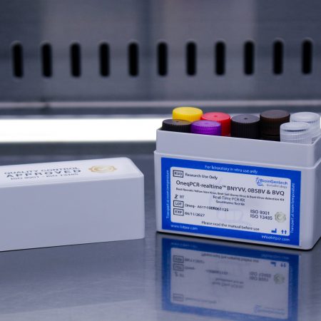 beet necrotic yellow vein virus / beet soil borne virus / beet virus q