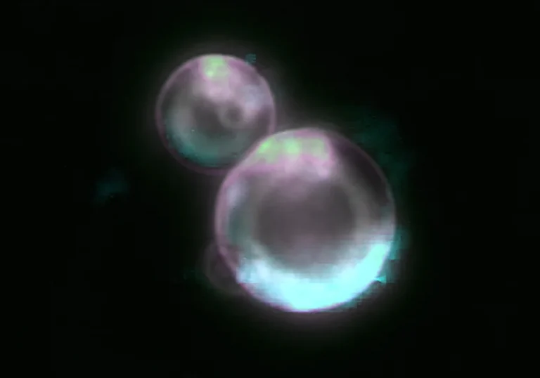 SpudCell: University of Minnesota Team Builds First Synthetic Cell with a Complete Cell Cycle