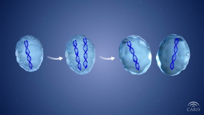 Cell Signaling Technology Spotlights Genome Instability and Mutation as a Cancer Hallmark, with New Research Tools to Match