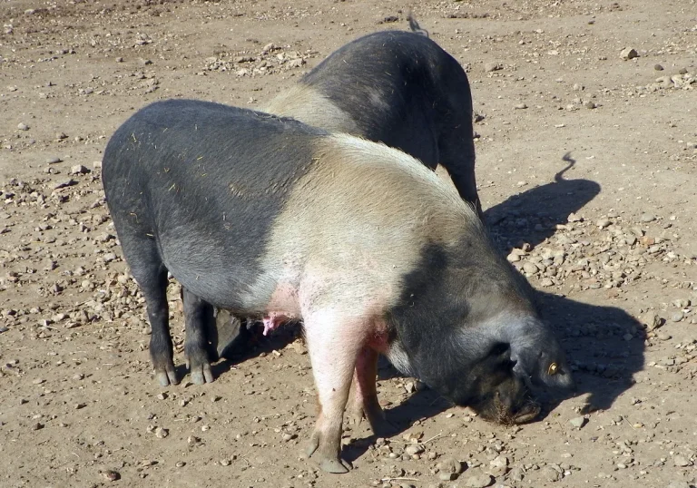 African Swine Fever Outbreaks Reported in South Africa and the Philippines
