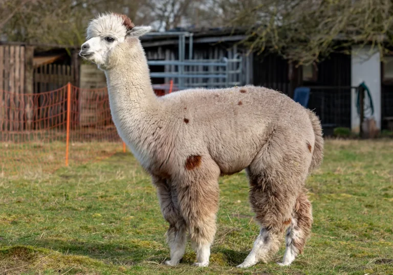 H5N1 Avian Influenza Can Infect Alpacas, Friedrich-Loeffler-Institut Study Shows
