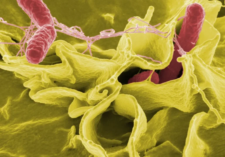 Hygiena Launches PCR Assay to Characterize Virulence Markers in Salmonella from Poultry, Beef and Pork